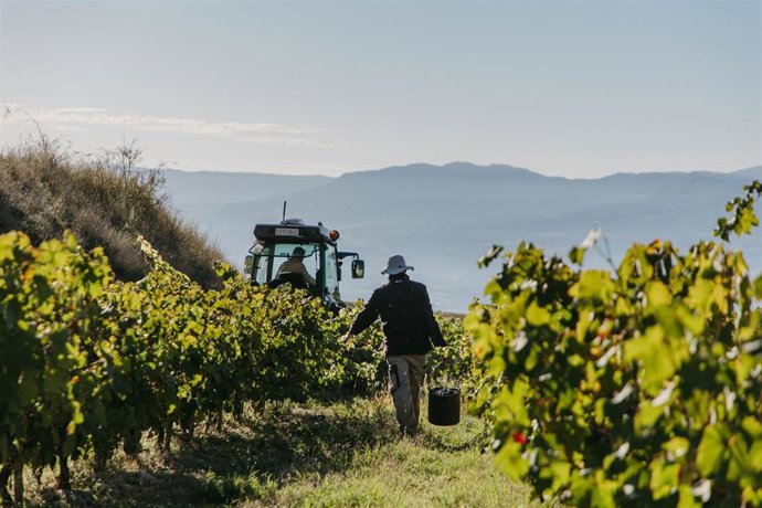 Vendimia de la Familia Torres.