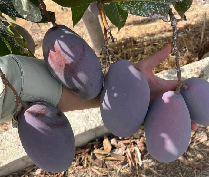 Carrefour cuenta con la colaboración de cuatro proveedores de la provincia de Málaga: Reyes Gutiérrez, Natural Tropic, Axarfruit y Exceltrop