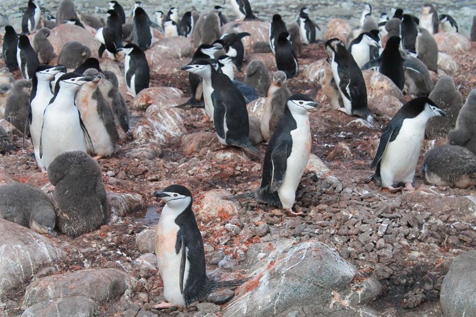Grupo de pingüinos