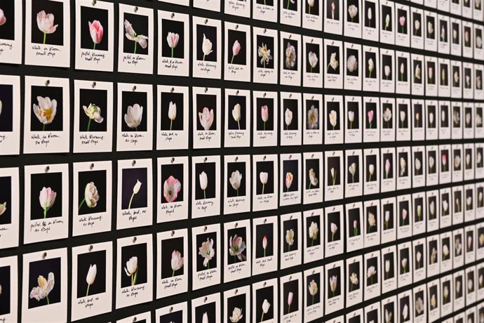 La exposición 'El sueño de la razón'