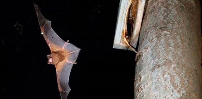 Nóctulo grande saliendo de una caja-refugio para cazar en la noche.