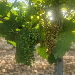Asaja pide a la Junta que apoye a los viticultores frente al mildiu como ya hacen Andalucía y Álava.