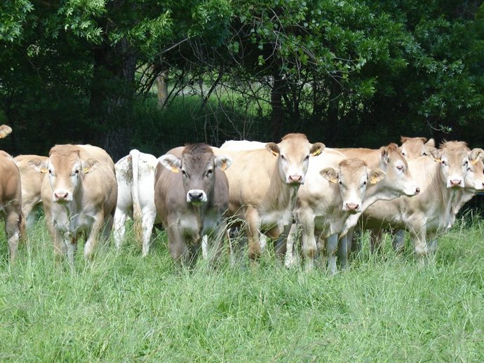 La convocatoria de subvenciones contra la EHE asciende 300.000 euros.