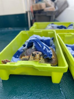 Una de las tortugas reintroducidas al mar tras su recuperación en el Aquarium de San Sebastián.