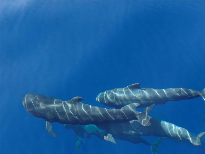 Cetáceos en aguas de Tenerife