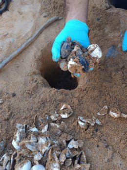Nido de tortuga marina localizado en Menorca