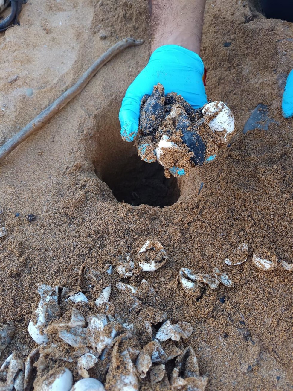 Nido de tortuga marina localizado en Menorca