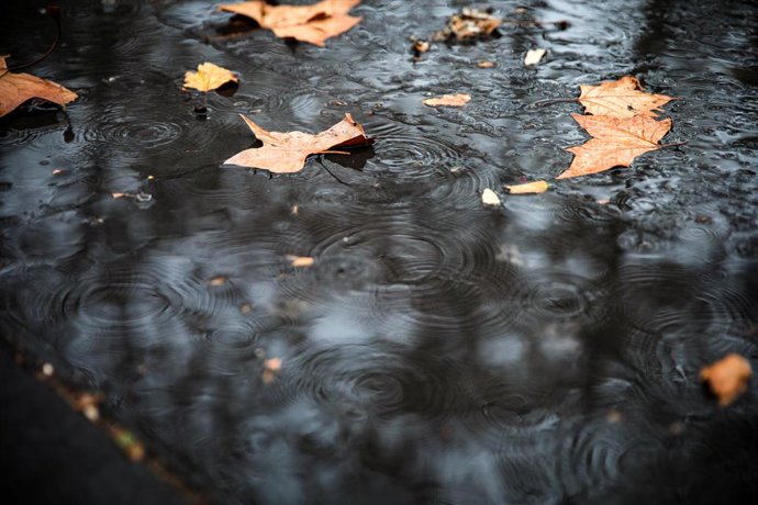 Archivo - Arxiu - Diverses fulles en el sòl a causa de la pluja en una imatge d'arxiu