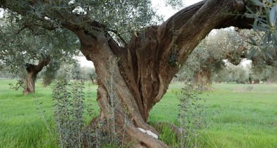 EpAgro - Agricultura
