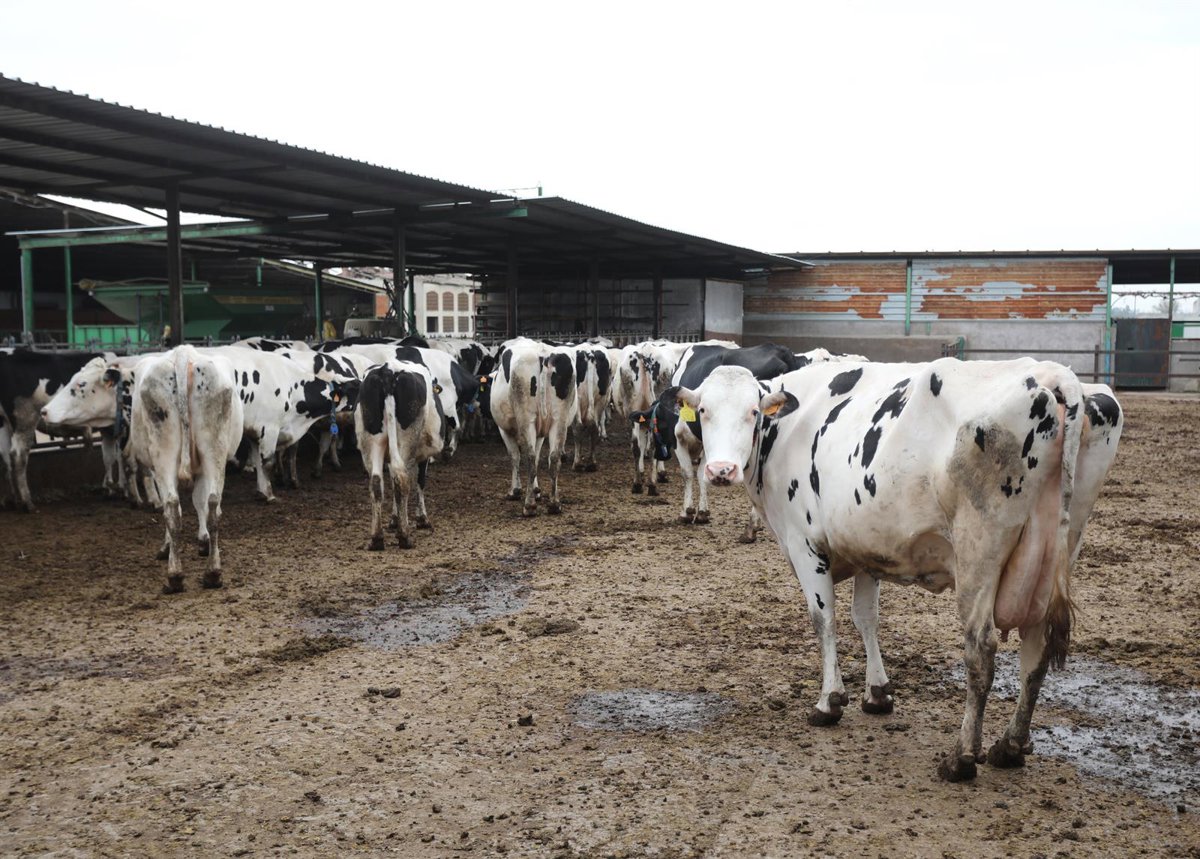 Inmovilizadas hasta el día 20 por la Dermatosis Nodular las ganaderías cántabras que fueron al concurso de Gijón