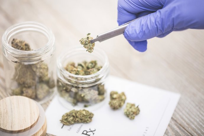 Archivo - Arquivo - Cannabis medicinal