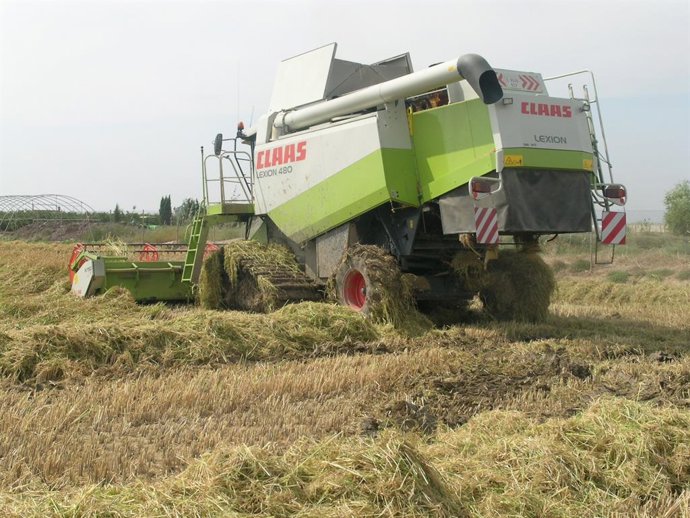 Archivo - Siega del arroz