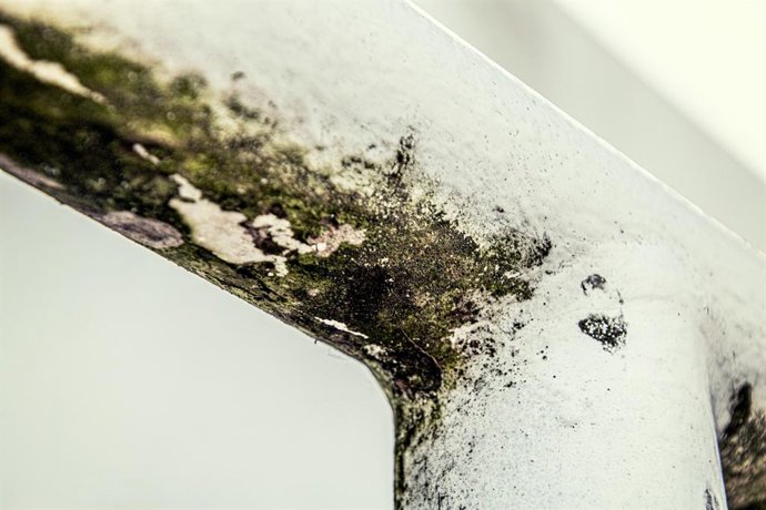 Como remover o mofo do teto do banheiro: o truque para fazer isso sem respingos ou manchas de água sanitária