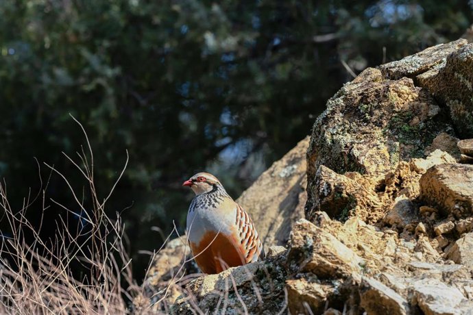 Imagen de un ejemplar de perdíz roja.