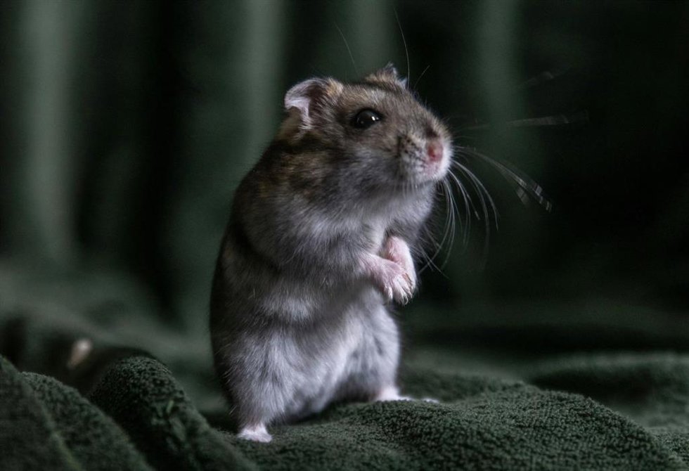 Rata