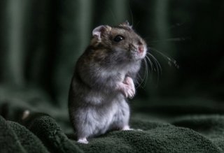 Rata