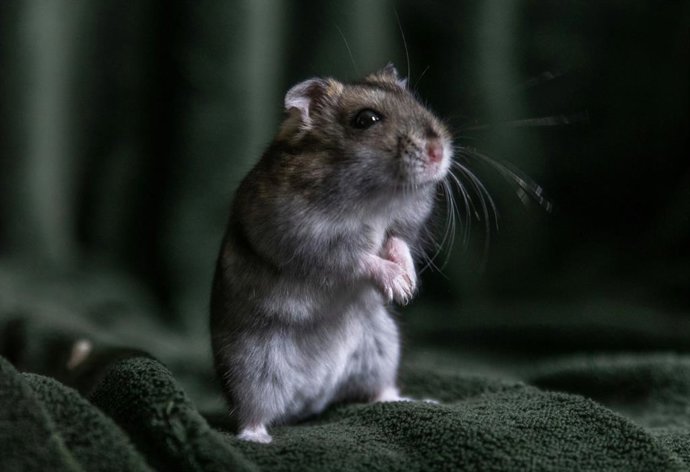 Rata