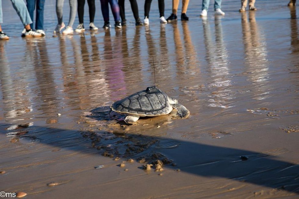 Imagen de 'Armeria', la tortuga lora devuelta al mar en la zona de Doñana.