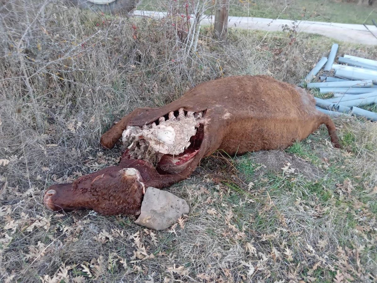 Cantabria cifra en 2.353 los ataques del lobo y 2.383 los animales muertos hasta septiembre