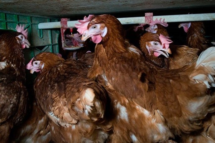 Igualdad Animal denuncia que sólo el 18% de hoteles se abastecen al 100% con huevos de gallinas criadas fuera de jaulas.