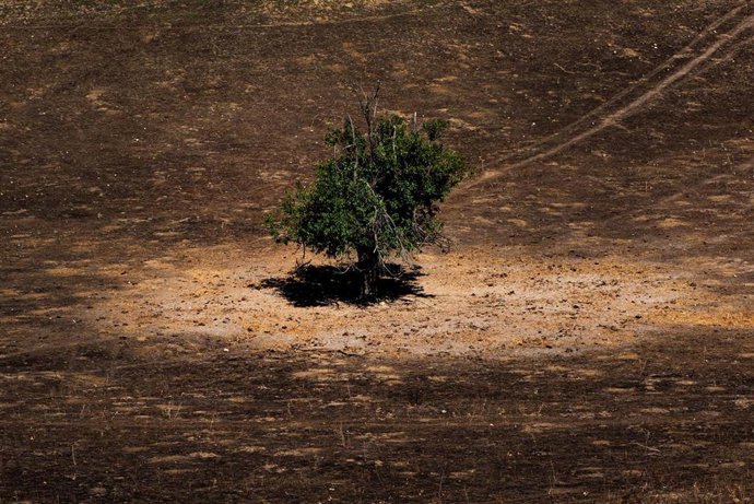 Un árbol tras el incendio en Tres Cantos del pasado 11 de agosto