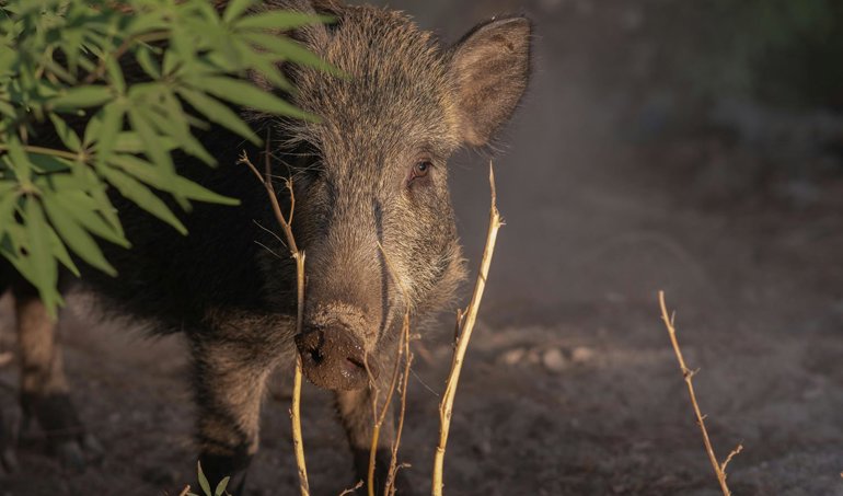 Es Andalucía - Sevilla