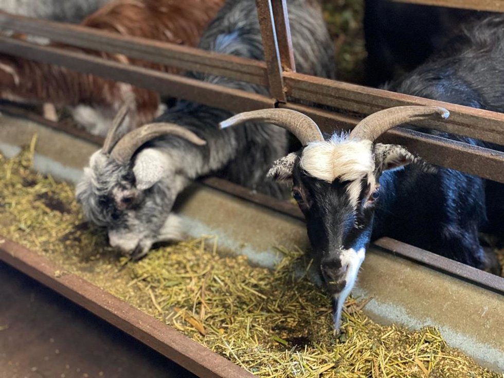 Archivo - Cabras en una explotación ganadera de Canarias