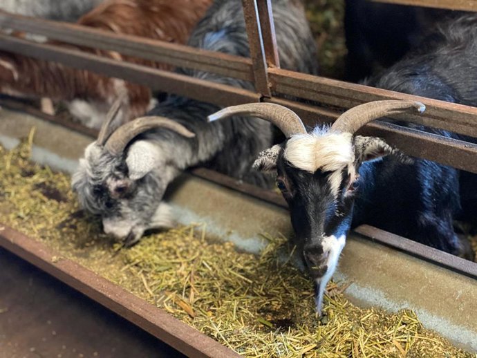 Archivo - Cabras en una explotación ganadera de Canarias