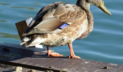 Es Andalucía - Sevilla