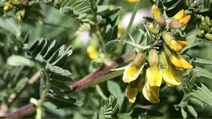Una de las plantas del catálogo