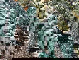 Conocer Madrid de estatua en estatua