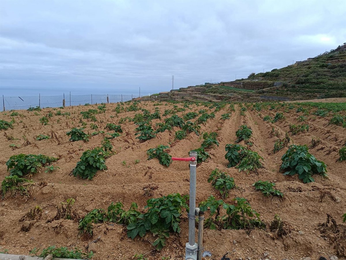 Asaga reduce a  cuatro pinceladas  sin impacto en Canarias la flexibilización agrícola del Parlamento Europeo