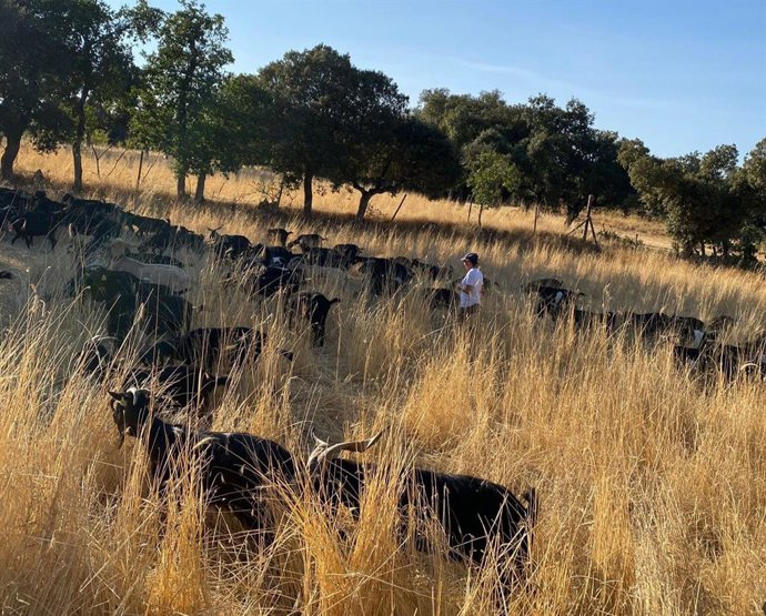 Inés Luengo con sus cabras en Zamora.