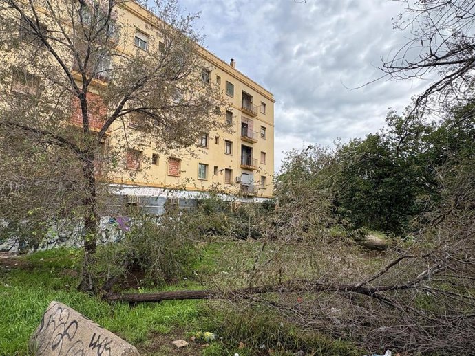 El PSPV advierte de que las lluvias "dejan las calles llenas de árboles y ramas caídas" en València