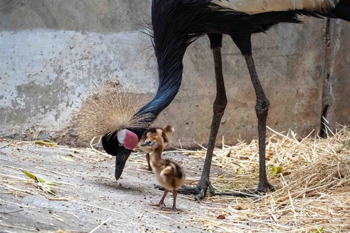 Grulla coronada en Bioparc