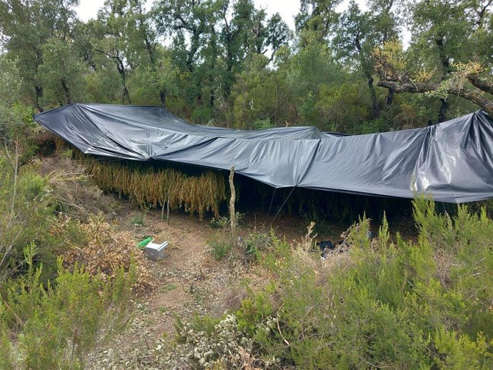 Plantación de marihuana en una zona boscosa
