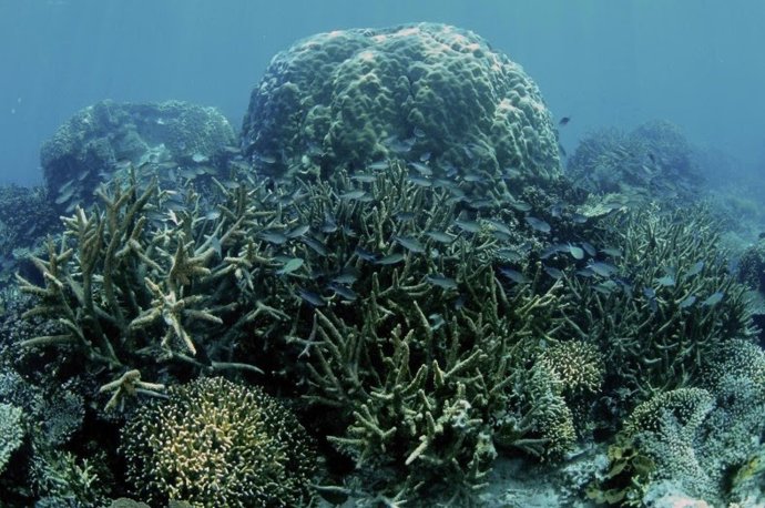 Un arrecife de coral tropical.