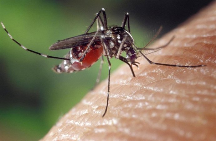Archivo - Imagen de recurso de un mosquito tigre.
