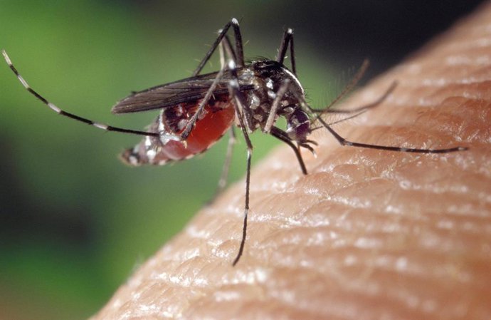 Archivo - Arquivo - Tiger mosquito