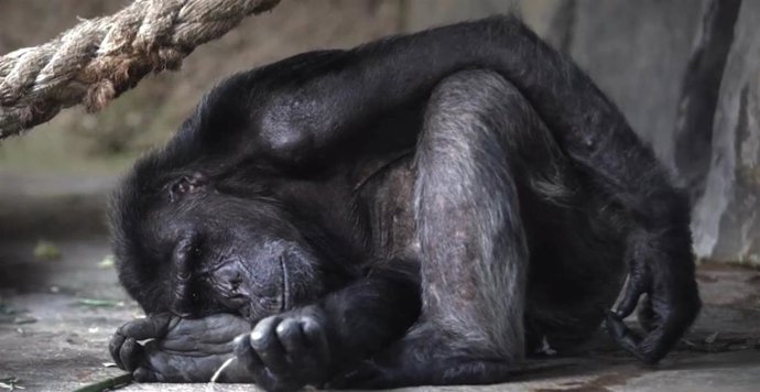 ONG animalistas piden al Ministro de Derechos Sociales hacer un grupo de trabajo para crear la Ley de Grandes Simios