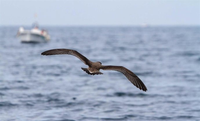 Pardela cenicienta con una barca de artes menores al fondo, en aguas del Espacio Marino de la Costa Central Catalana.