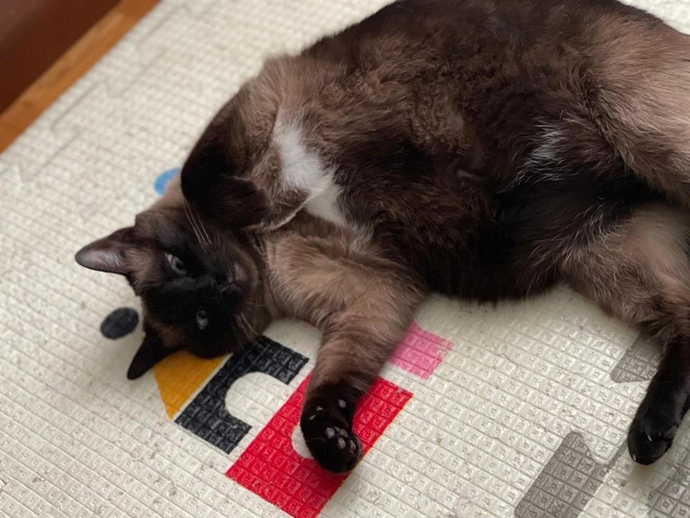 Gato siamés.