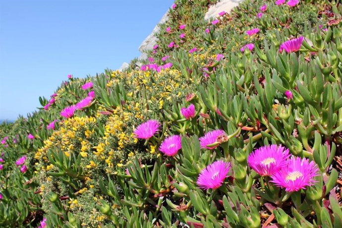 Uña de gato en una playa gallega.
