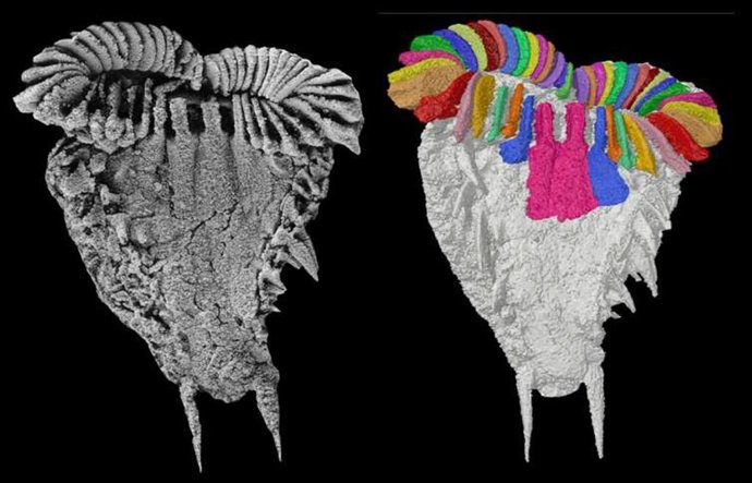 Un estudio del IGME-CSIC descubre un fósil en Marruecos que revela como surgió la simetría de estrellas de mar y erizos