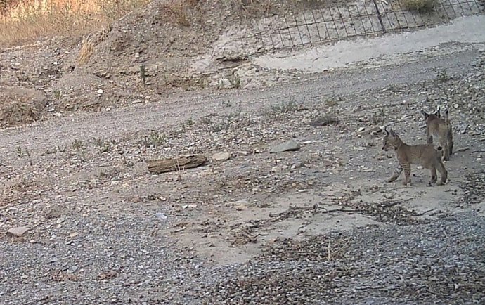Nacen en Vélez-Rubio, en Almería, tres cachorros de lince.