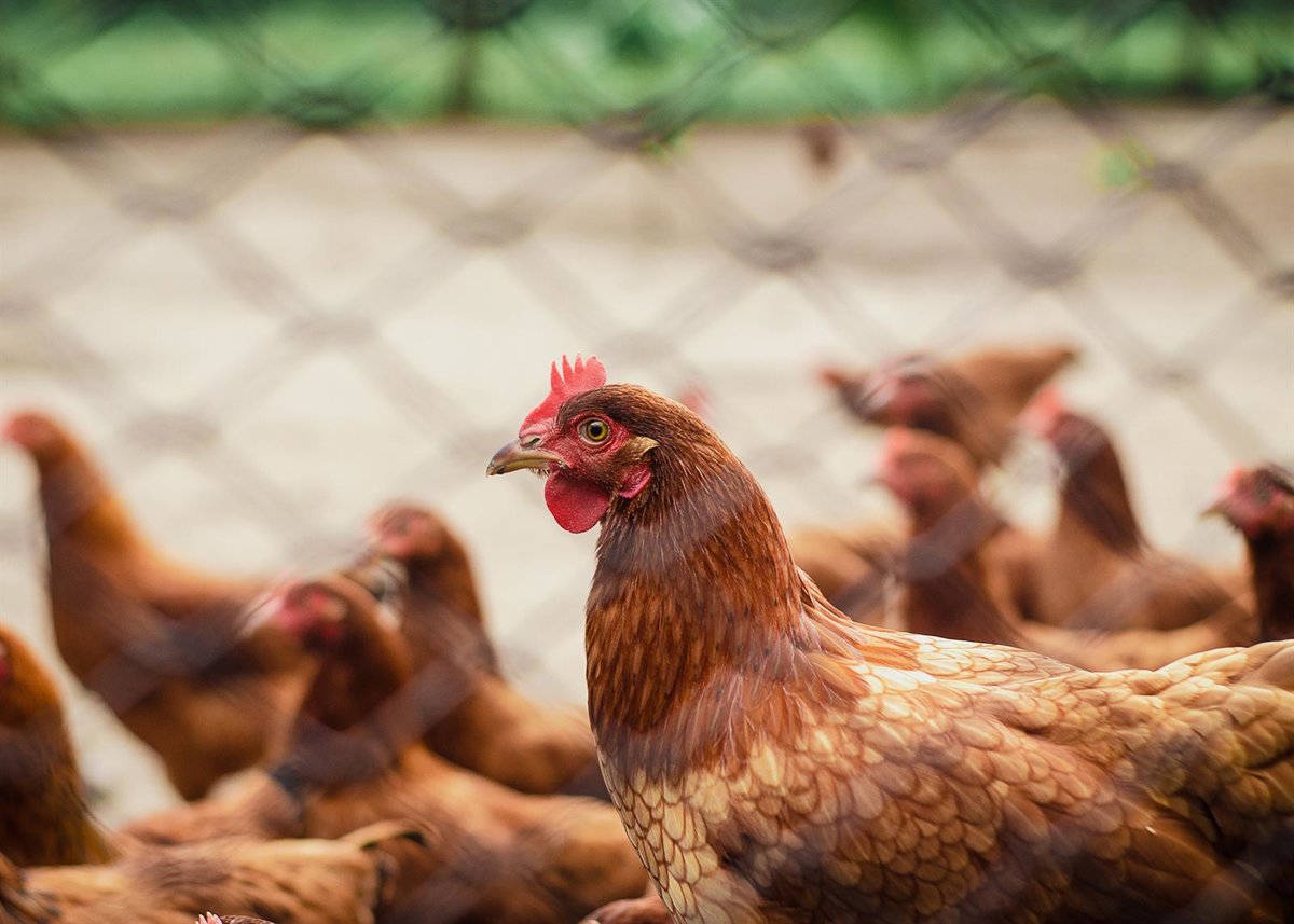 Foco de influenza aviar en una granja con 66.000 aves de la zona vigilada en Olmedo