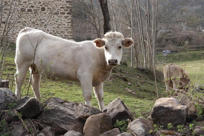 Archivo - Ganadería extensiva. Ganado vacuno.