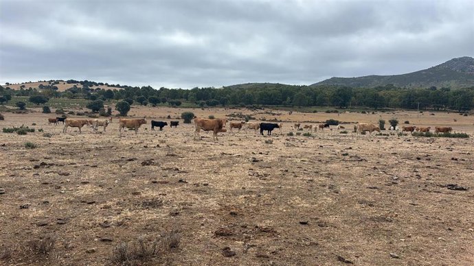 Ganaderos de la Sierra Norte de Guadalajara reclaman más "cuidado forestal" y cortafuegos tras el incendio de Peñalba