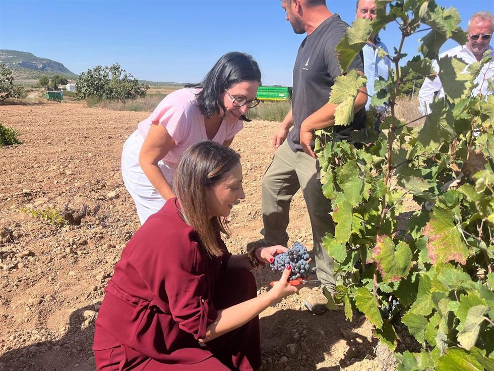 Imagen de la consejera Sara Rubira en un viñedo de Yecla donde se trabaja en la vendimia