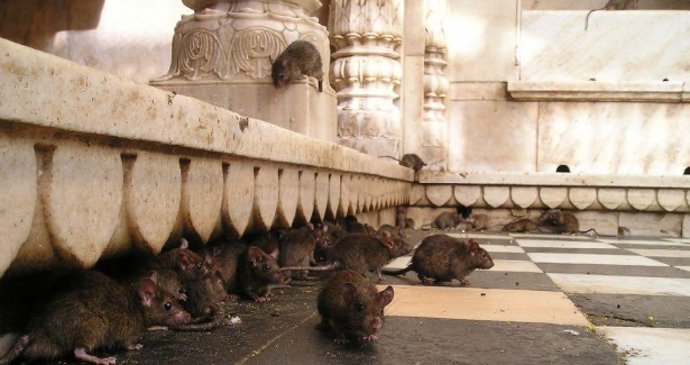 Empresas de Sanidad Ambiental piden colaboración entre administraciones y sector para lidiar con las ratas en ciudades.